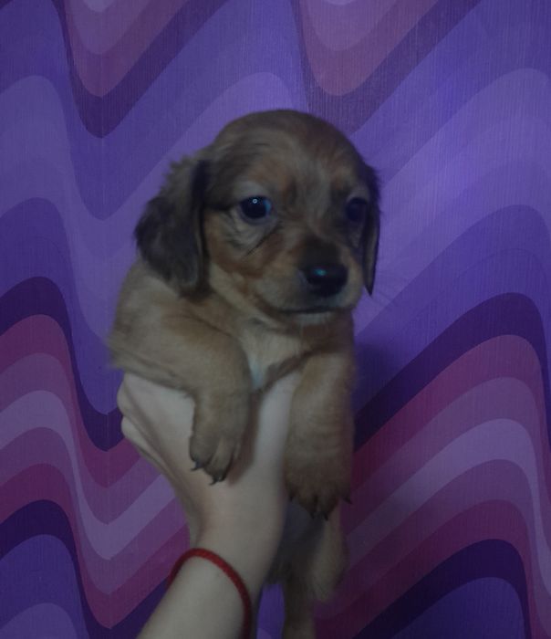 СРОЧНО, отдам щенков в хорошие руки