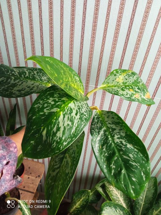 Шикарні аглаонеми