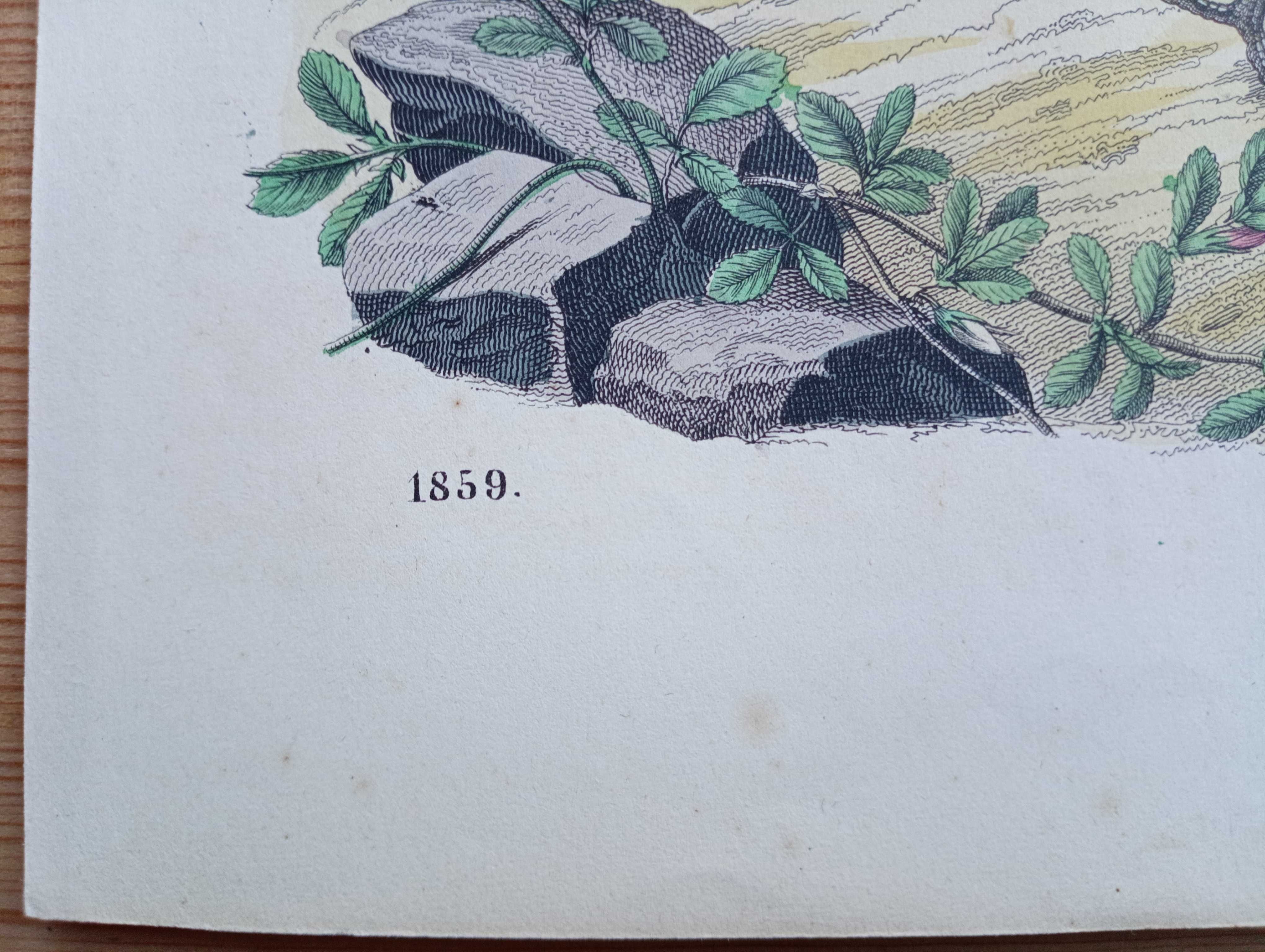 Litografia kolorowana z 1859 Skowronki