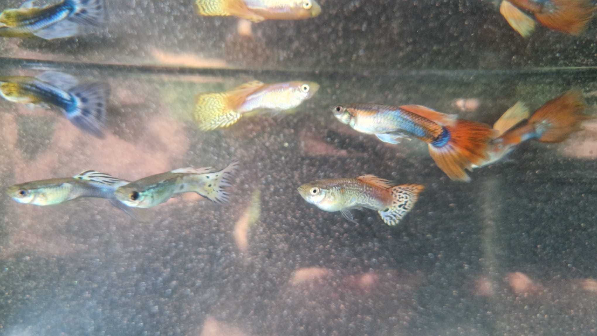 Peixe Guppy agua fria