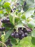 Świeża aronia bez oprysków