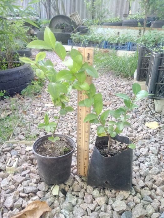 Лаванда для лавандового поля. Кизильник цельнокрайний.Чабрец кустовой.