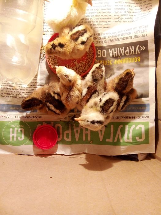 Ціплята декоративні корольки,і/яйце