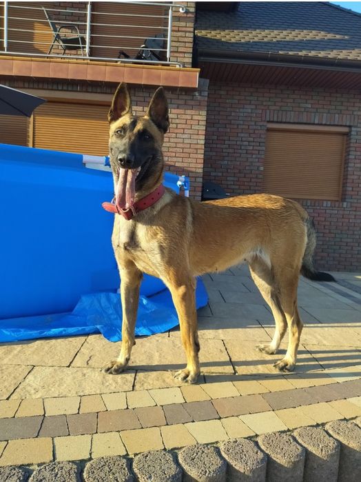 Owczarek belgijski malinois suczka