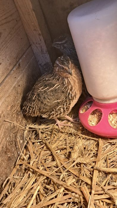 Jaja lęgowe kur ozdobnych i przepiórek japońskich