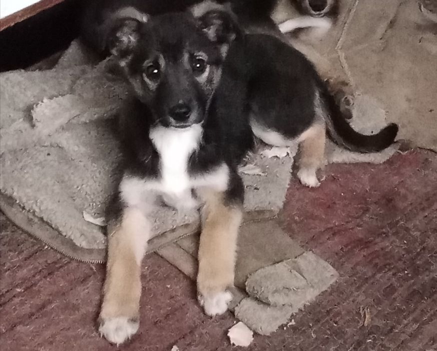 Цуценя, собачка в добрі руки