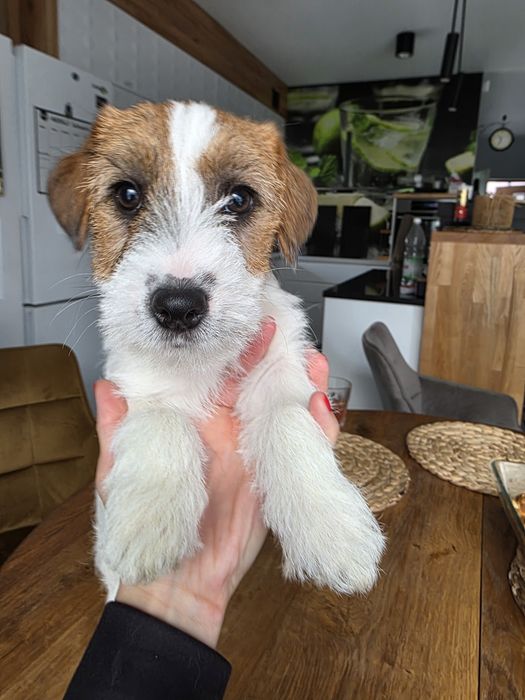 Jack Russell Terrier szorstkowłosy FCI ZKwP