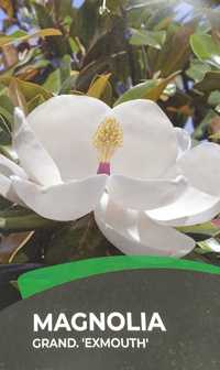 Magnolia wielkokwiatowa EXMOUTH kremowe kwiaty 10L