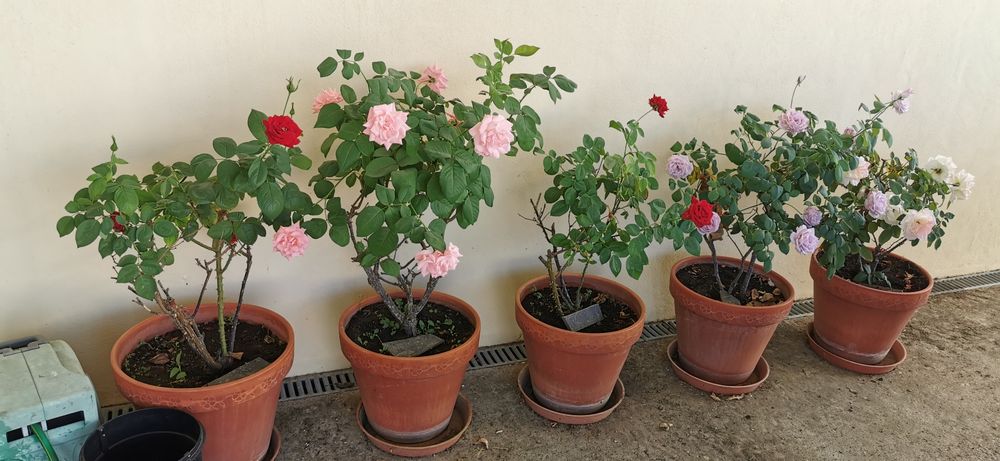 Vaso de barro com rosas