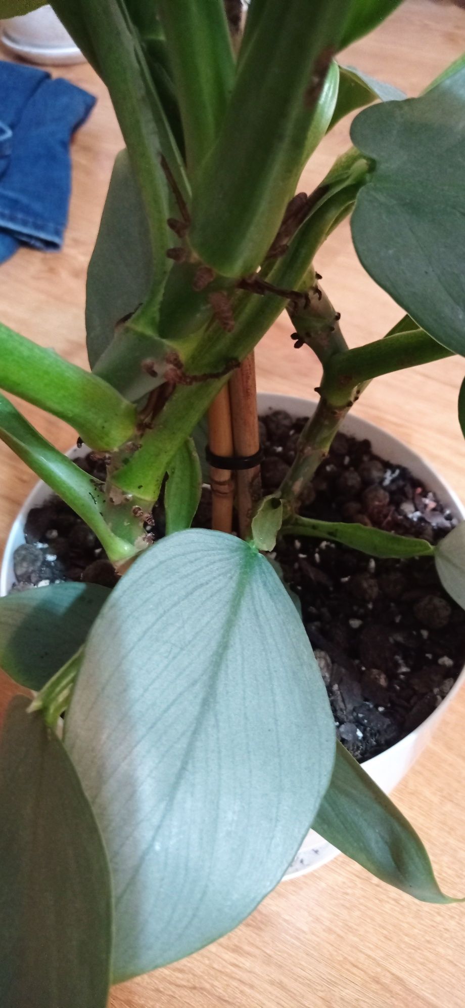 Philodendron Silver Sword dwa w doniczce