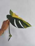 Monstera Marmorata sadzonka pędowa