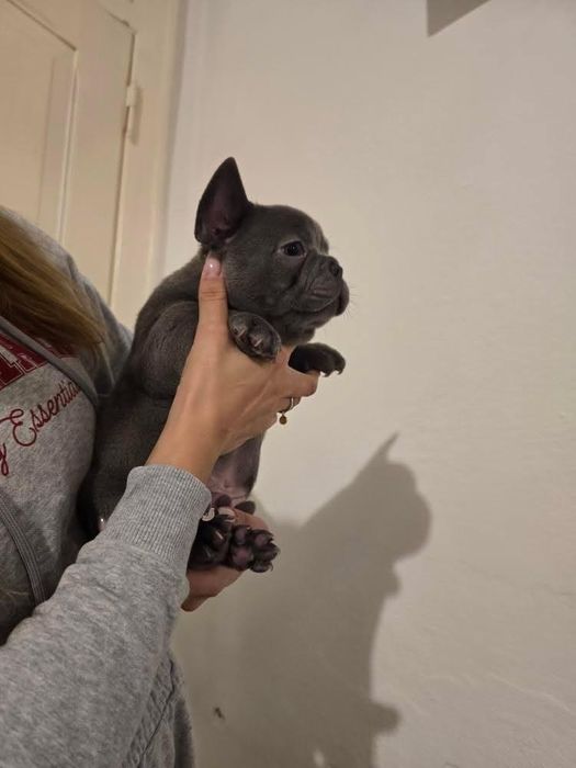 Bulldog francês Macho