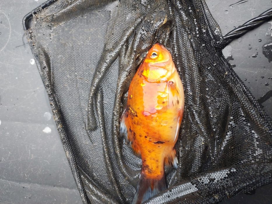 Narybek kroczek karp