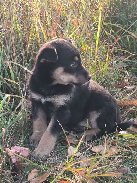 Цуценята в добрі руки