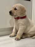 Labrador retriever pies