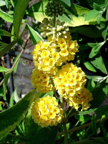 Budleja żółta/motyli krzew/- Flora Szczecin