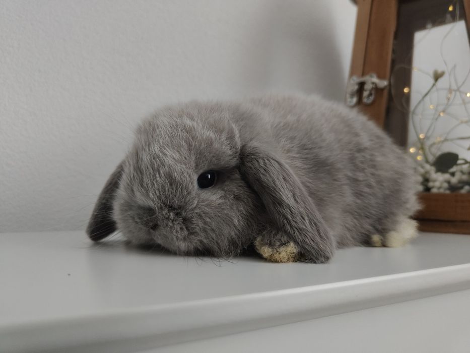 Mini Lop królik gotowe na zmianę domku