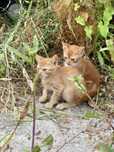 Gatinhos e mamã para adoção