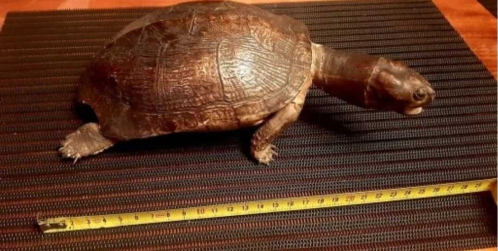 żółw preparowany z PRL