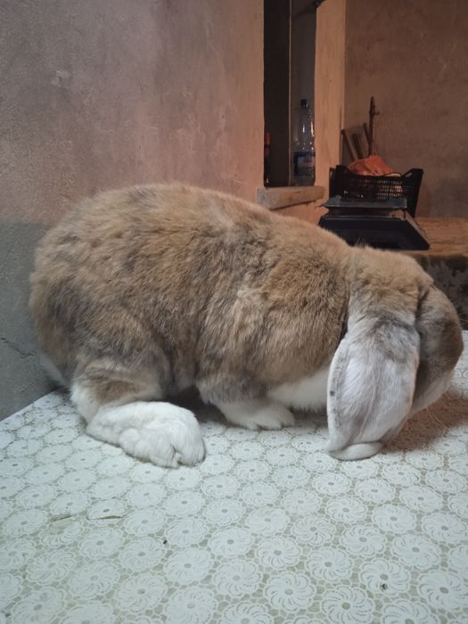 Продам кроля порода французький баран