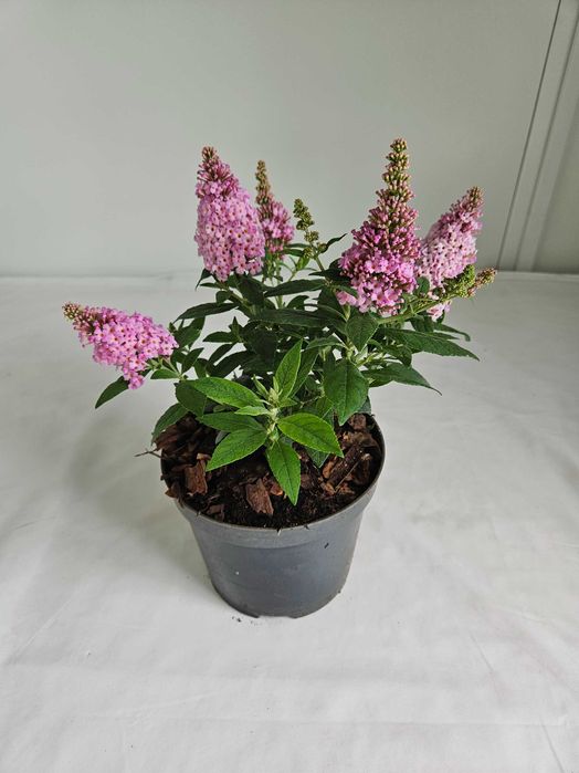 Budleja Dawida Little Pink 35cm – ozdobny krzew motyli do ogrodu C2
