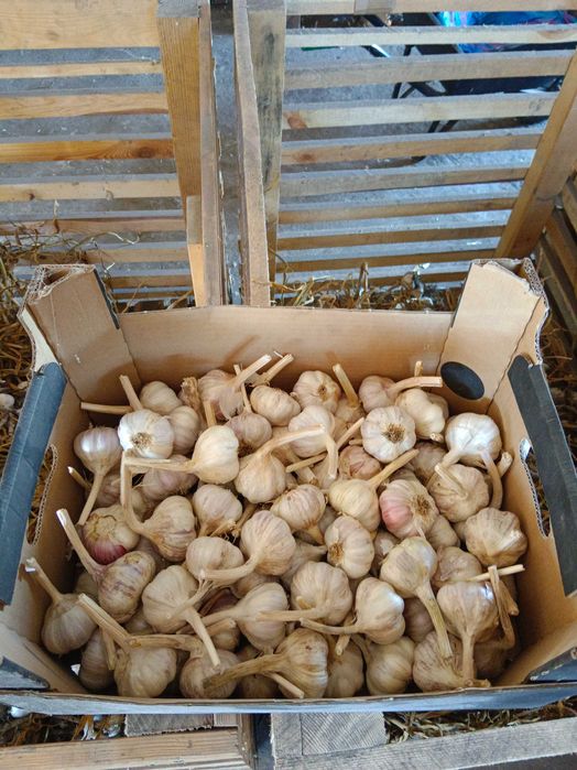 Czosnek Ornak 55 sztuk 5,0 cm przesyłka OLX Tanio!