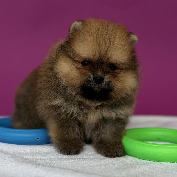 хлопчик тип ведмедика шоу классу