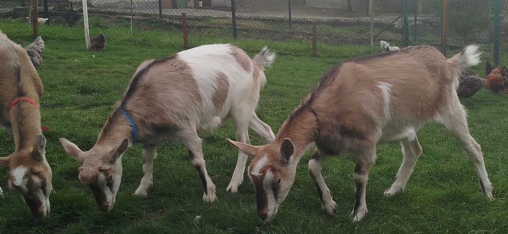 Sprzedam kozy młode