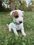 Juck Russell terrier