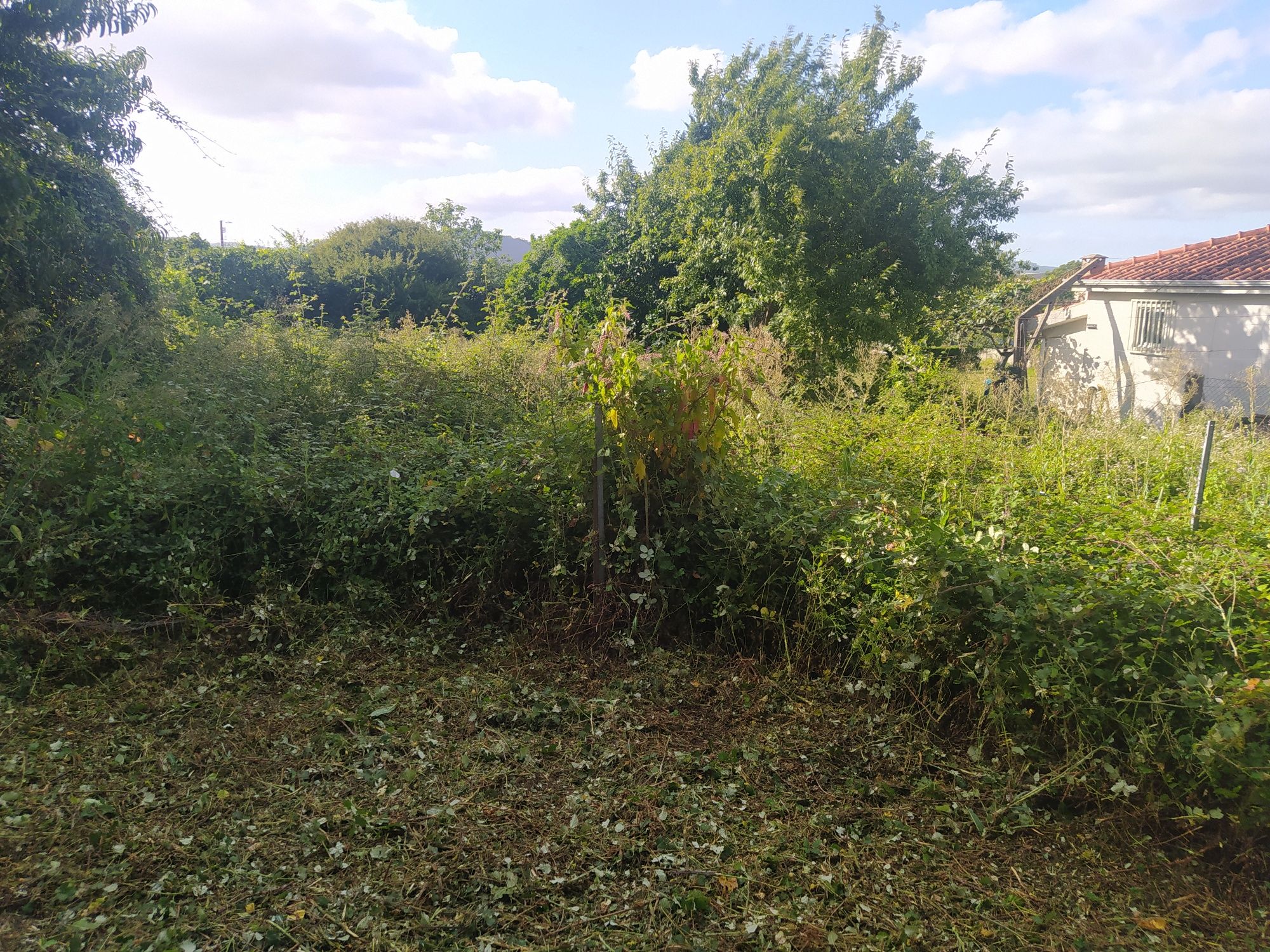 Limpeza de todo o tipo de  terrenos também  florestas quintais