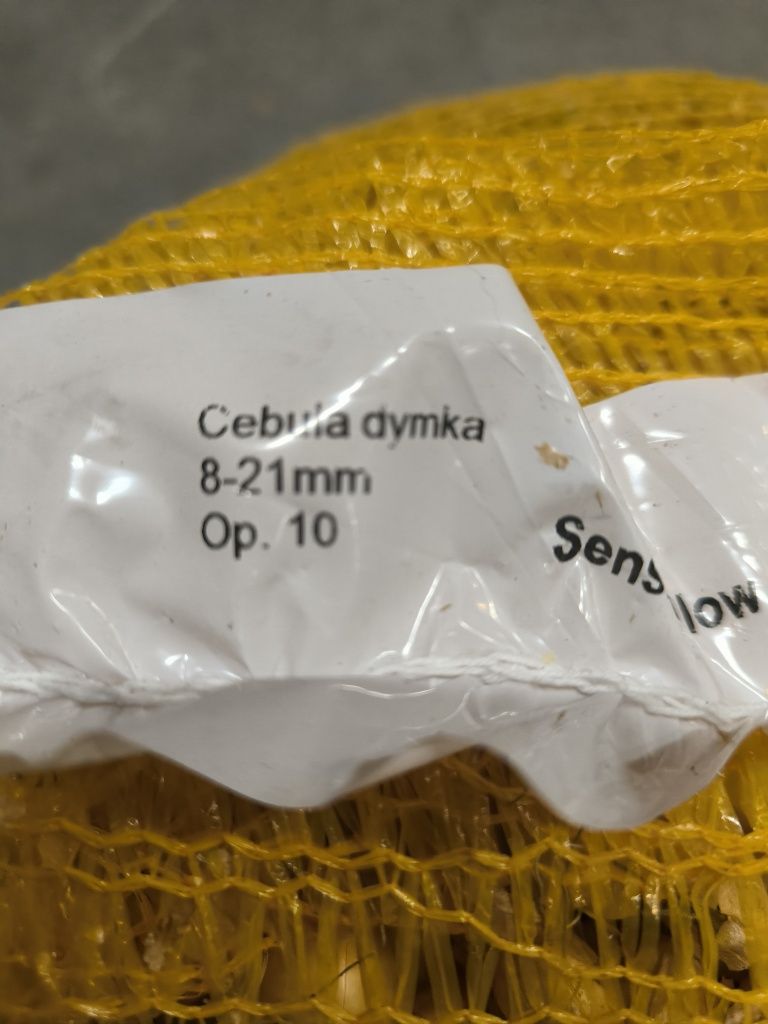 Cebula dymka zimowa Senshyu yellow drobna 8-21 mm