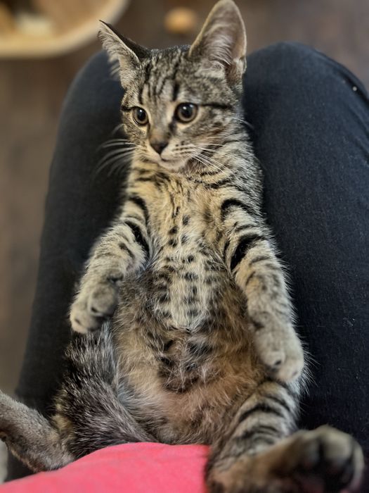 Małe kotki do adocji