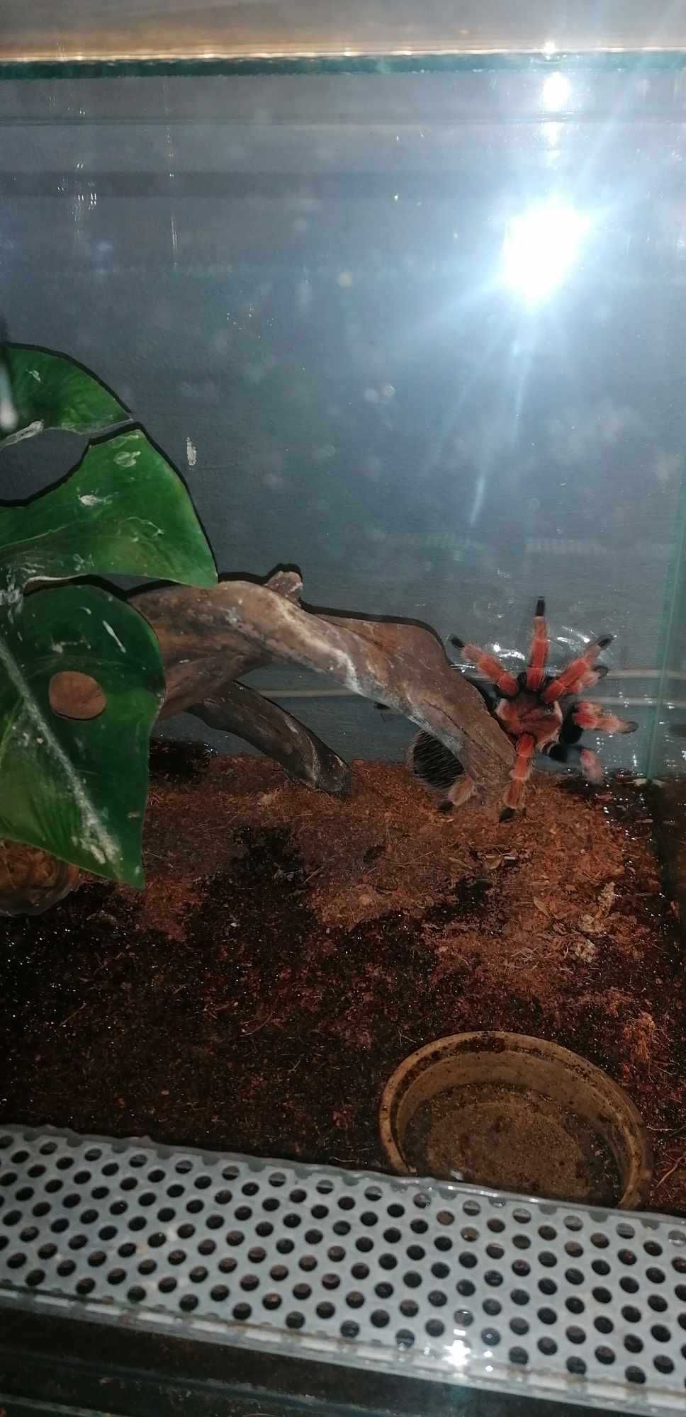 terrarium 30x30x30 z zawartością