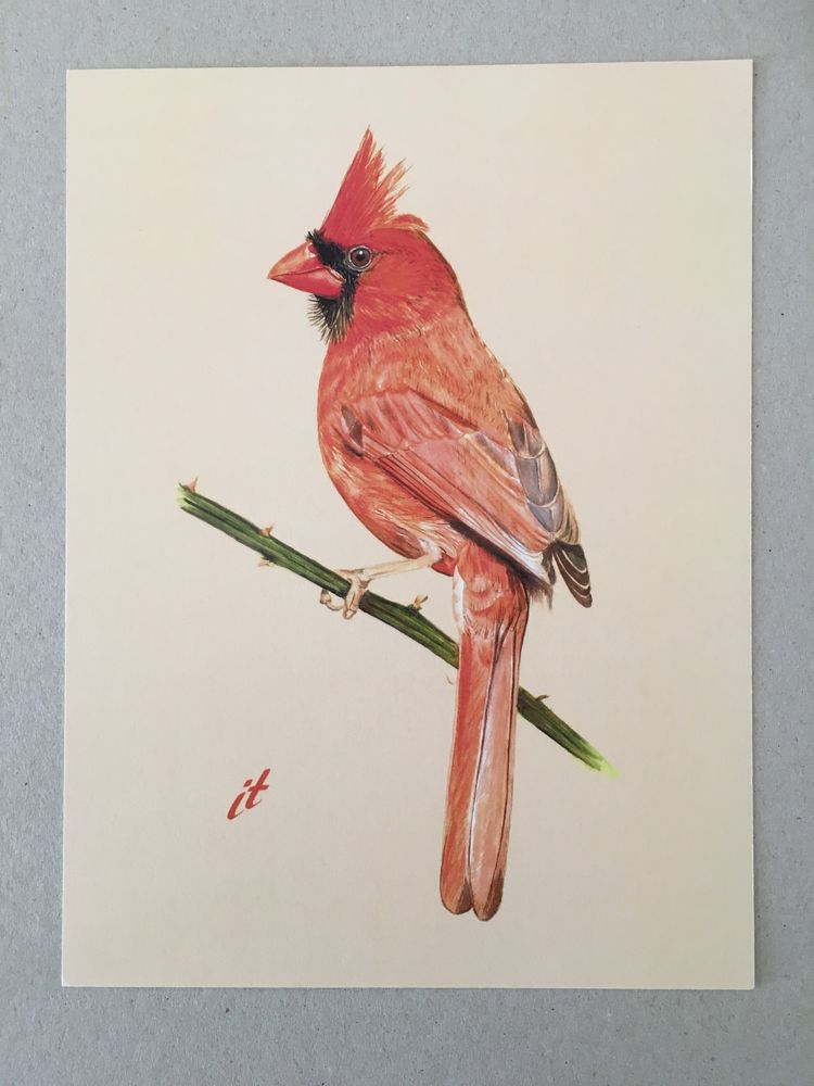 Ilustração desenho original Pássaro Cardeal Comum Iryna Tarasova