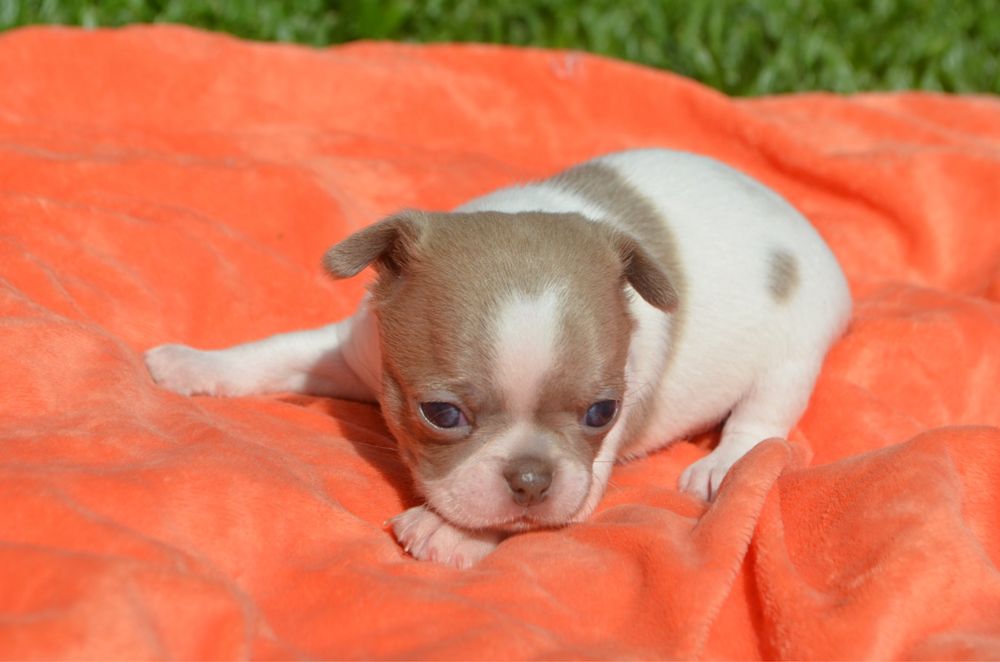 Chihuahua pelo curto macho