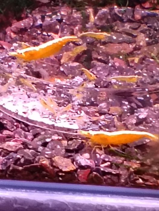 Camarões neocaridina