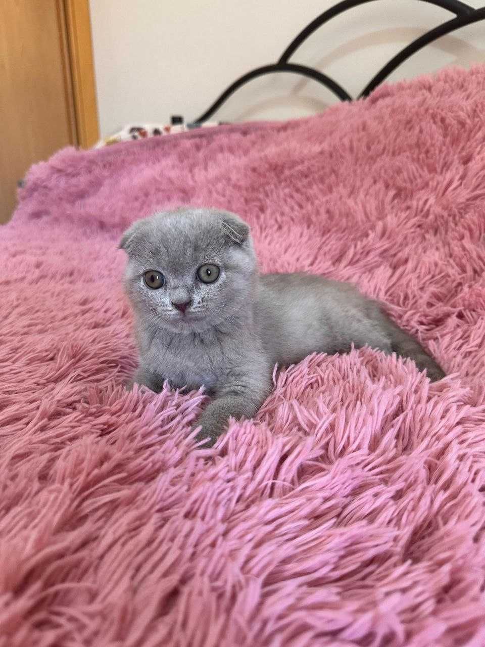 Scottish Fold azul