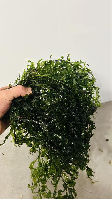 Rosliny do akwarium anubias bulbitis cryptocoryna