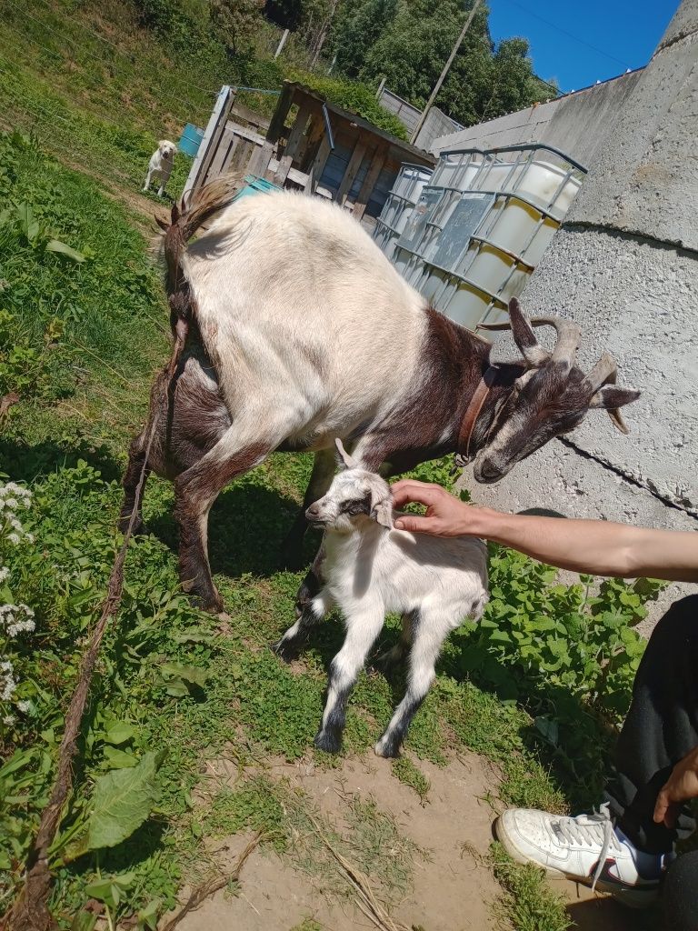 Cabra com 1 cria
