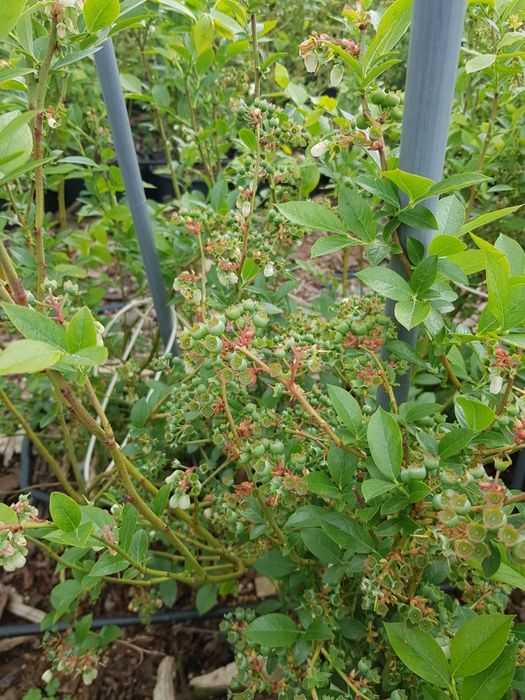 ЛОХИНА  високоросла 5років,плрдоносить ,різні сорти.