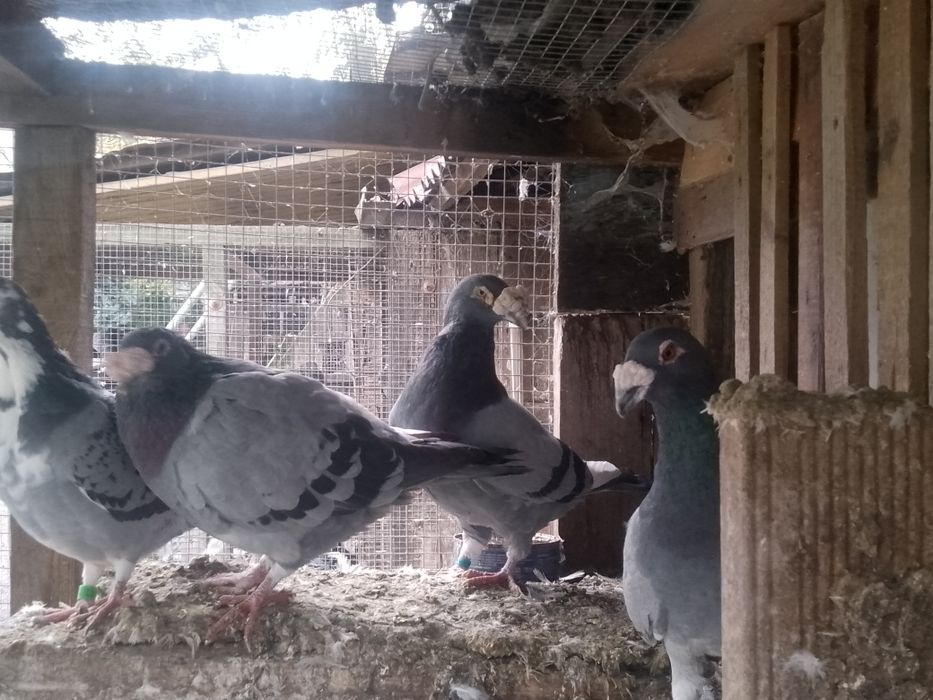 Gołębie staropolskie