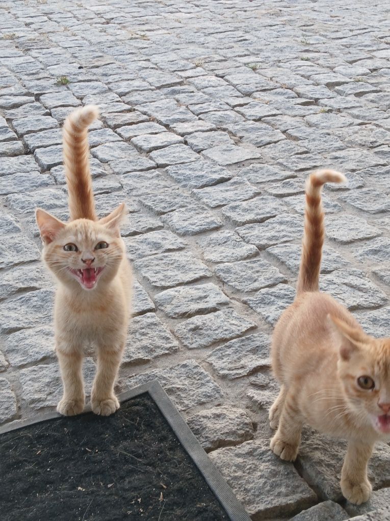Dou gatos amarelos, ambos machos