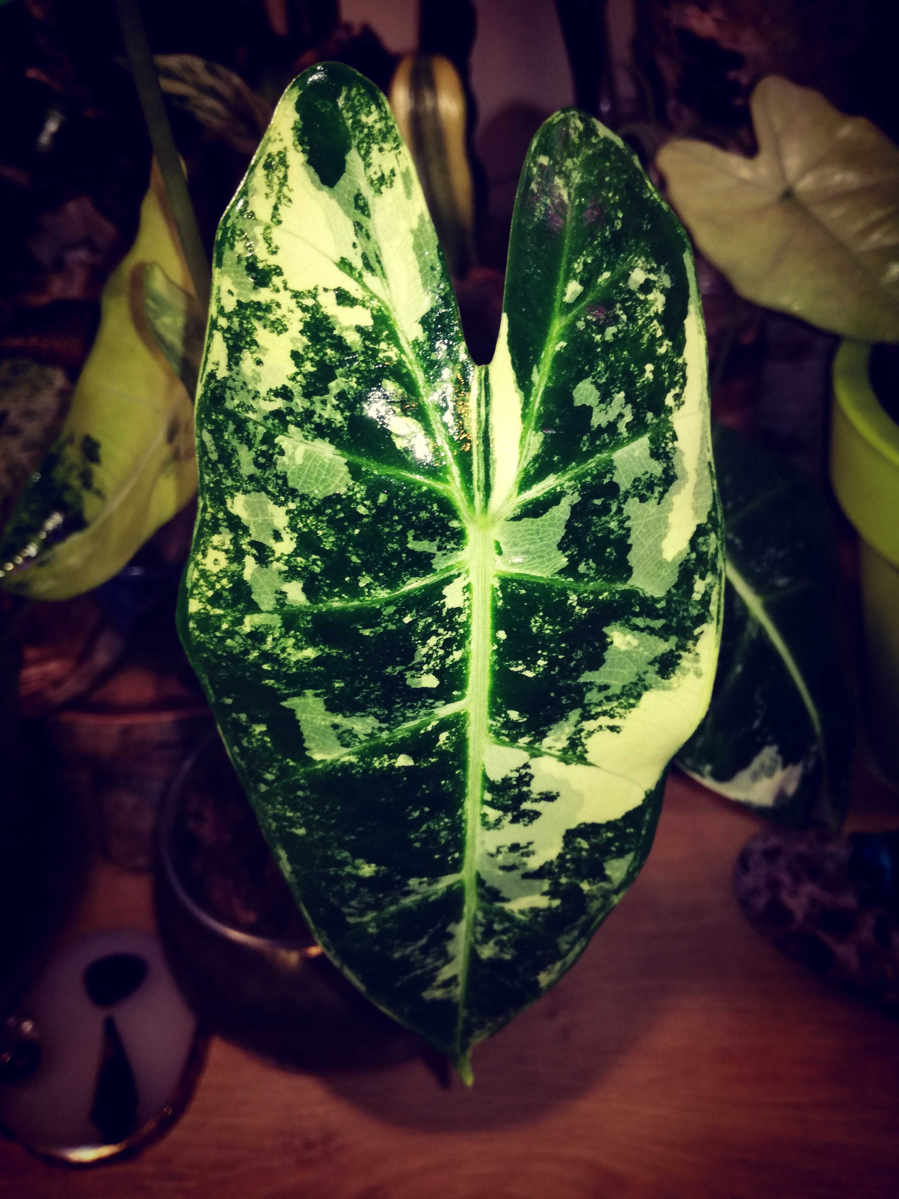 INTERNATIONAL Alocasia Frydek Gold Variegata Tricolor Złota bulwa phil