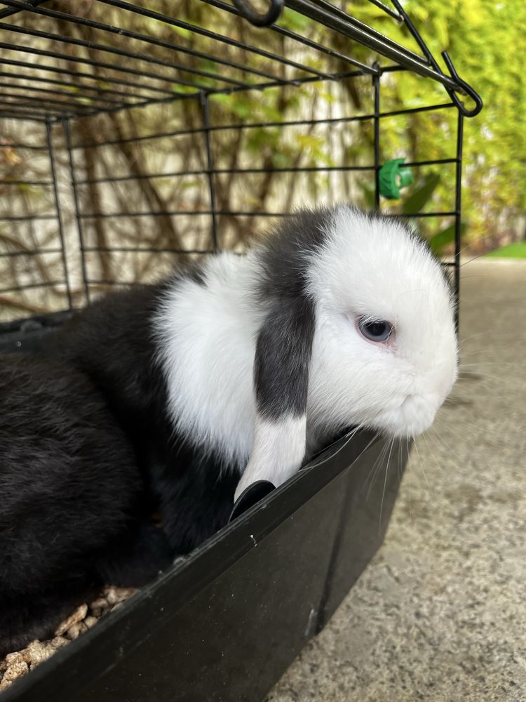Coelho macho miniLop