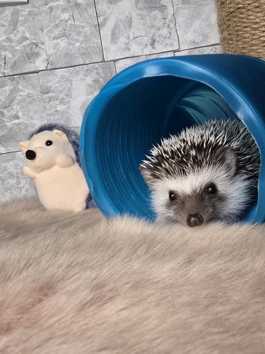 Afrykański jeż pigmejski