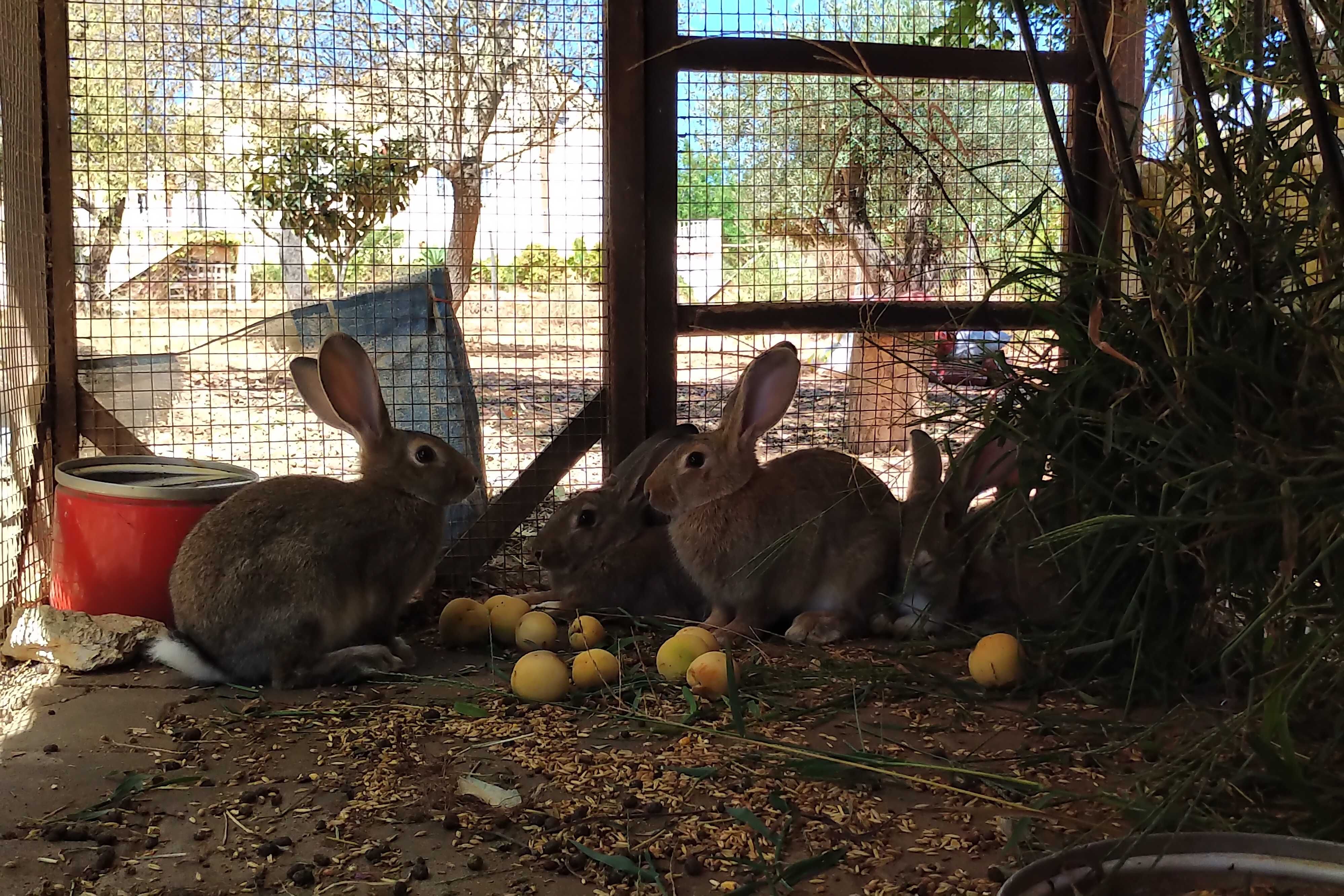 Coelhos Caseiros