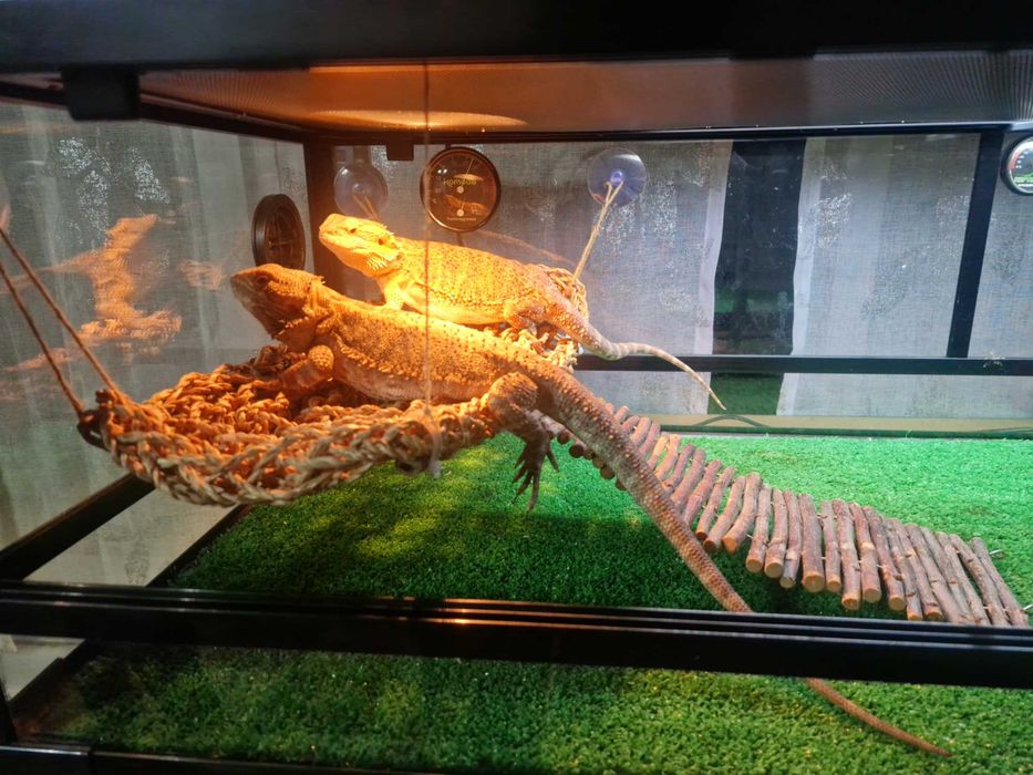 Vendo terrário para répteis