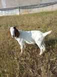 Cabrito Boer com 5 meses
