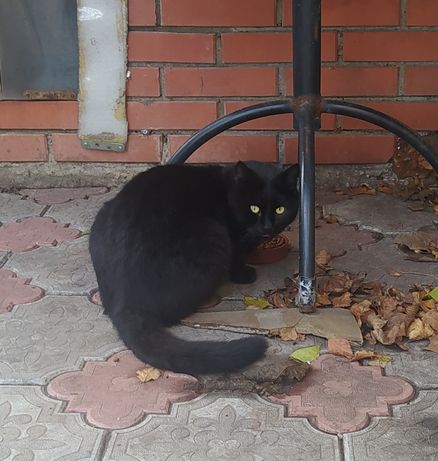 Найден чорный кот .