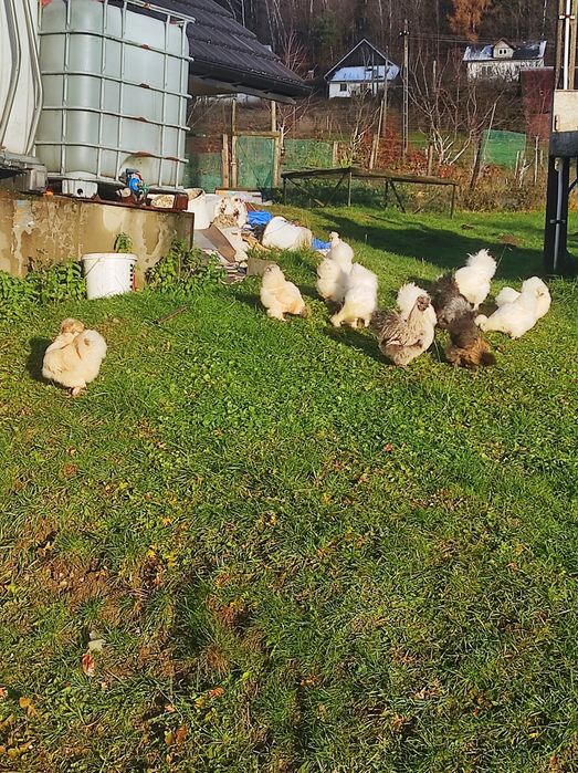 Silki USA 7-miesięczne